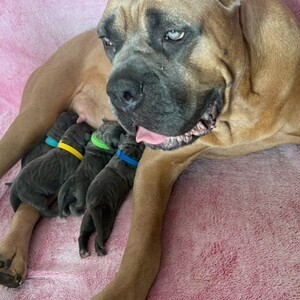 100% Authentic Cane Corso Puppies | PostAds PH