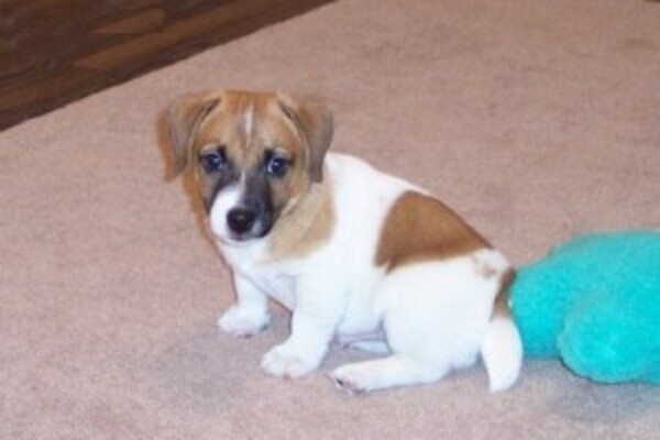 2 Jack Russell Terrier Pups Viber:+63-948-1451-325