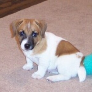 2 Jack Russell Terrier Pups Viber:+63-948-1451-325 | PostAds PH