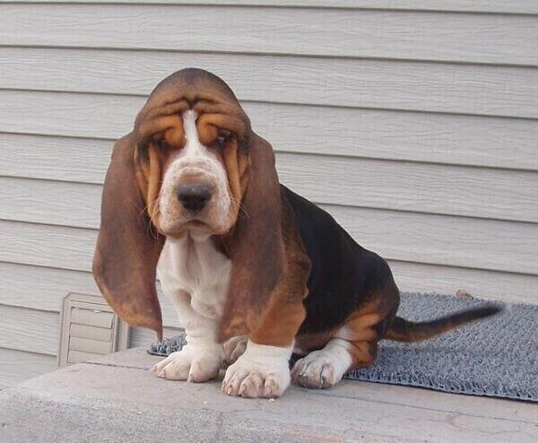 They so wonderful Basset Hound puppies Viber:+63-948-1451-325