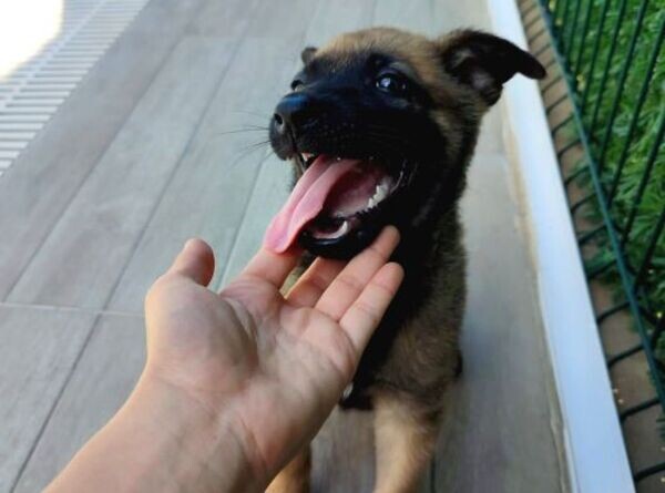 They so wonderful Belgian Malinois pupies Viber:+63-948-1451-325