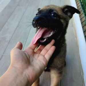 They so wonderful Belgian Malinois pupies Viber:+63-948-1451-325 | PostAds PH