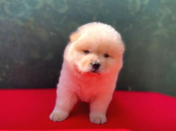 They so wonderful Chow Chow pups Viber:+63-948-1451-325