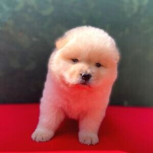 They so wonderful Chow Chow pups Viber:+63-948-1451-325 | PostAds PH