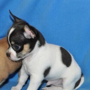 They so wonderful Chihuahua Pups Viber:+63-948-1451-325 | PostAds PH