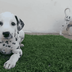 They so wonderful Dalmatian pups Viber:+63-948-1451-325 | PostAds PH