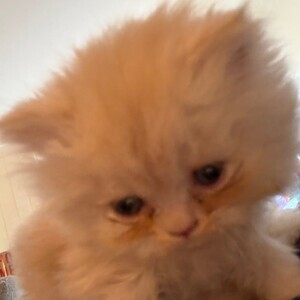 Stunning Persian kittens | PostAds PH