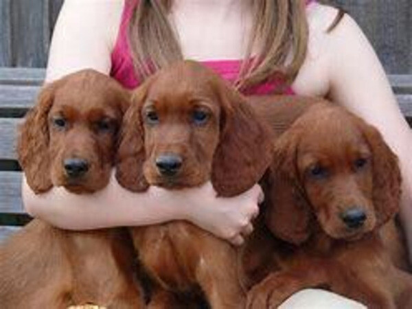 Cocker spaniel Puppies. Viber: 00237 653 81 7429