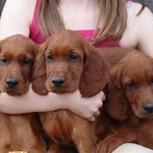 Cocker spaniel Puppies. Viber: 00237 653 81 7429 | PostAds PH