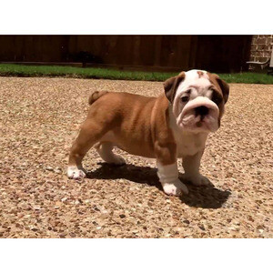 English Bulldog Puppies . Viber: 00237 653 81 7429 | PostAds PH