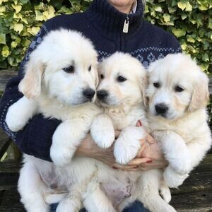 Golden Retriever puppies. Viber: 00237 653 81 7429 | PostAds PH