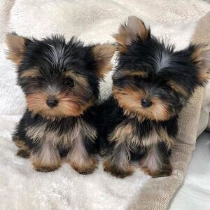 TeaCup Yorkshire Terrier Puppies. Viber: 00237 653 81 7429 | PostAds PH