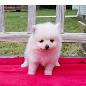 Boy & Girl Kc Pomeranians puppies . Viber: 00237 653 81 7429 | PostAds PH
