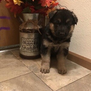 Adaptable registered German Shepherd pups . Viber: 00237 653 81 7429 | PostAds PH