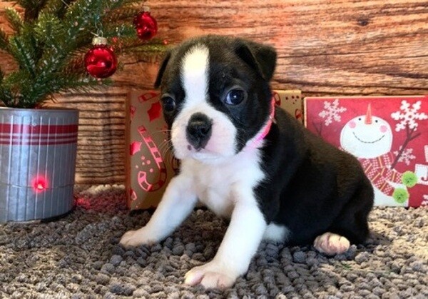 Compassionate Boston Terrier pups .Viber: 00237 653 81 7429
