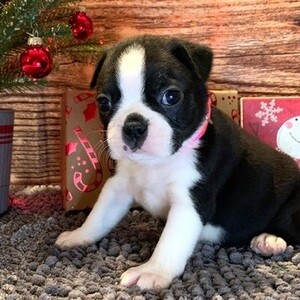 Compassionate Boston Terrier pups .Viber: 00237 653 81 7429 | PostAds PH