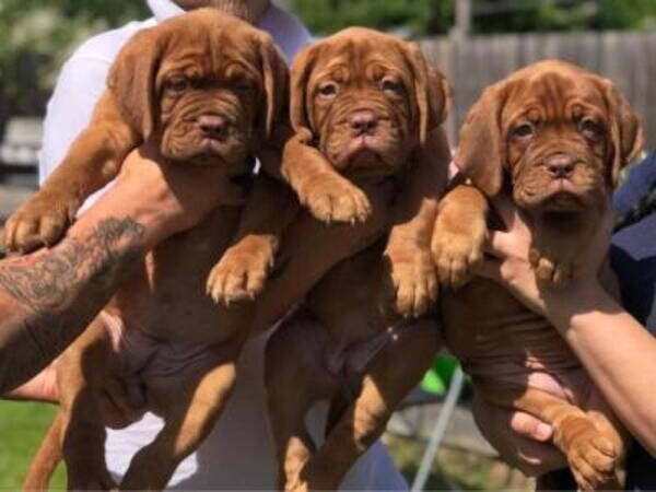 Dogue De Bordeaux Puppies . Viber: 00237 653 81 7429