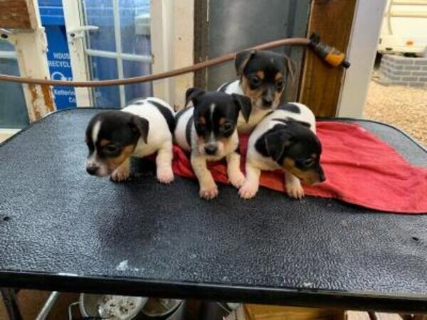 Jack Russell Terrier Puppies. 