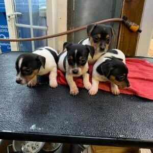 Jack Russell Terrier Puppies. | PostAds PH