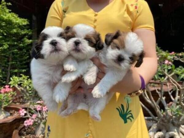 Cute Shih Tzu puppies. Viber: 00237 653 81 7429