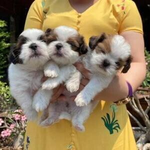 Cute Shih Tzu puppies. Viber: 00237 653 81 7429 | PostAds PH