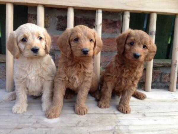 Toy Poodle Puppies Available...Viber: 00237 653 81 7429