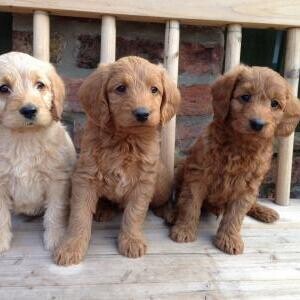 Toy Poodle Puppies Available...Viber: 00237 653 81 7429 | PostAds PH
