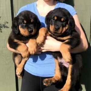Rottweiler Puppies Available. Viber: 00237 653 81 7429 | PostAds PH