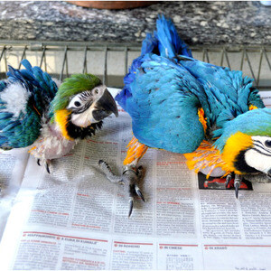 Ostrich,Macaw,African Grey. Viber: 00237 653 81 7429 | PostAds PH