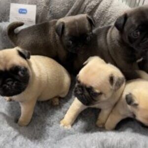Beautiful Kc Registered pug puppies . Viber: 00237 653 81 7429 | PostAds PH