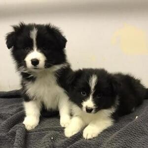 BORDER COLLIE PUPPIES.,. Viber: 00237 653 81 7429 | PostAds PH
