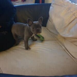 French Bulldog Puppies Kc Registered. Viber: 00237 653 81 7429 | PostAds PH
