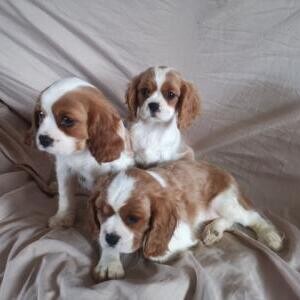Adorable Cavalier King Charles Spaniel Puppies.. Viber: 00237 653 81 74 | PostAds PH