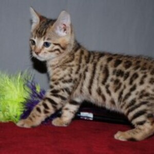 Bengal Kittens Available male & Female. Viber: 00237 653 81 7429 | PostAds PH