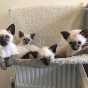 Siamese kittens. Viber: 00237 653 81 7429 | PostAds PH