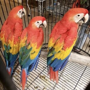 Coloured Macaw Parrots. Viber: 00237 653 81 7429 | PostAds PH