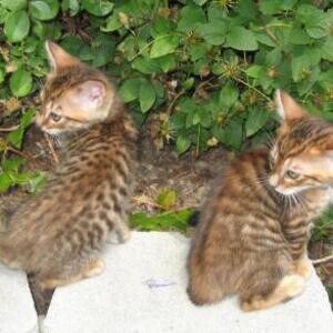 Rosetted Toyger Kittens Available. | PostAds PH