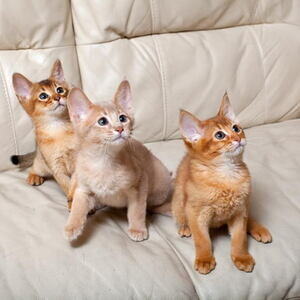 Beautiful Pure-breed Ruddy Abysinnian Kittens . Viber: 00237 653 81 742 | PostAds PH