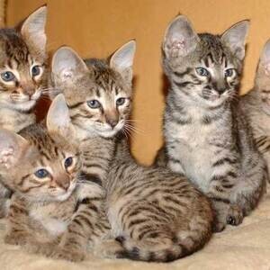 Adorable Savannah Kittens... Viber: 00237 653 81 7429 | PostAds PH