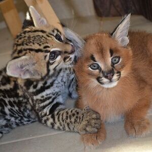 UNIQUE OCELOT KITTENS AVAILABLE. Viber: 00237 653 81 7429 | PostAds PH