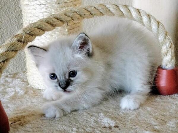 Birman Kittens.. Viber: 00237 653 81 7429