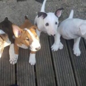 Bull Terrier Puppies. Viber: 00237 653 81 7429 | PostAds PH