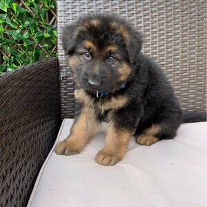 German Shepherd Puppies...Viber: 00237 653 81 7429 | PostAds PH