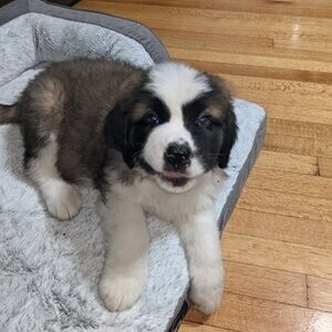 Beautiful Saint Bernard puppies for good home. Viber: 00237 653 81 7429 | PostAds PH