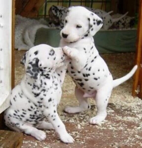 Male and Female Dalmatian Puppies. 