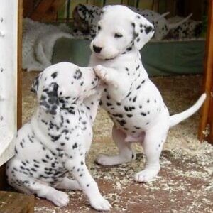 Male and Female Dalmatian Puppies. | PostAds PH