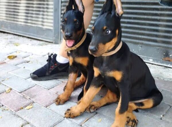 Loyal Doberman Pinscher Puppies .Viber: 00237 653 81 7429