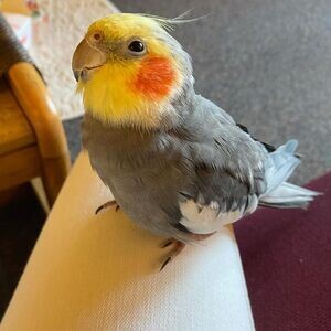healthy cockatiel parrots. Viber: 00237 653 81 7429 | PostAds PH
