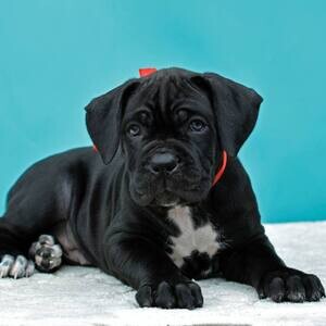 well-trained cane corso puppies . Viber: 00237 653 81 7429 | PostAds PH