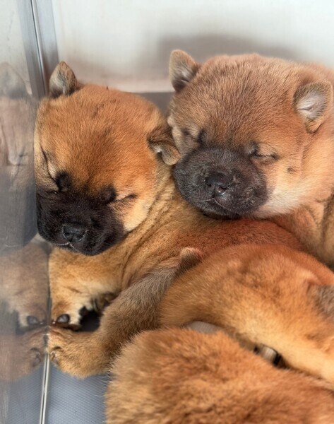 REDUCED PRICE ✨ OPEN TO OFFERS ✨ KC Chow Chow ❤️